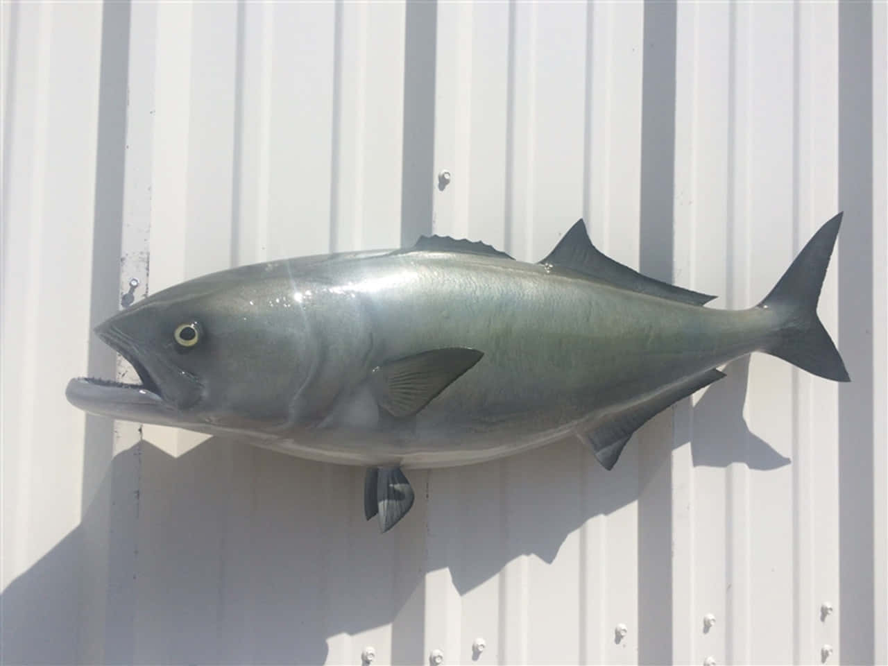 Mounted Bluefish Display Wallpaper