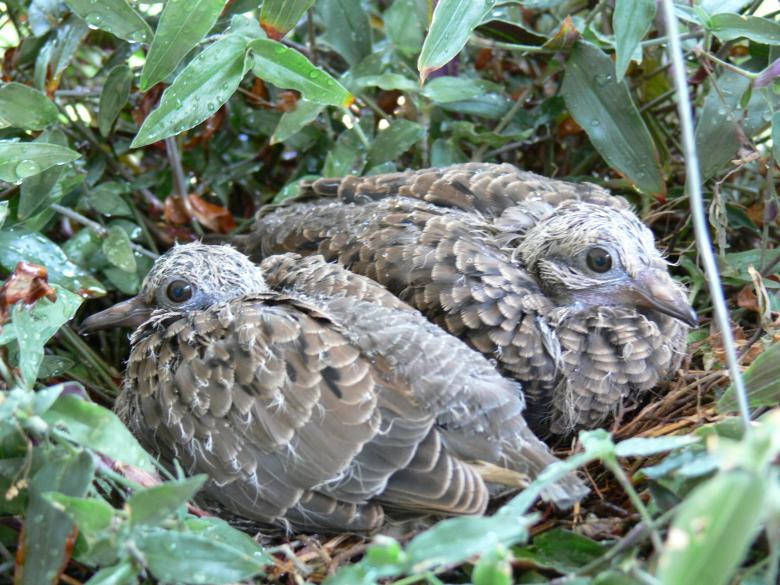 Mourning Dove Birds In Nature Wallpaper