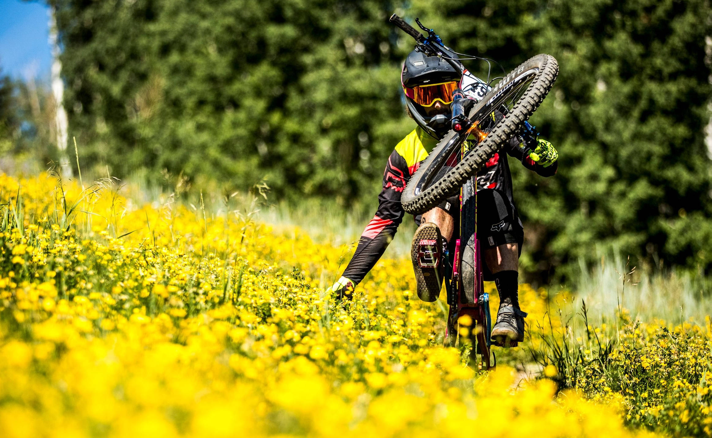 Mtb On Yellow Flower Field Wallpaper