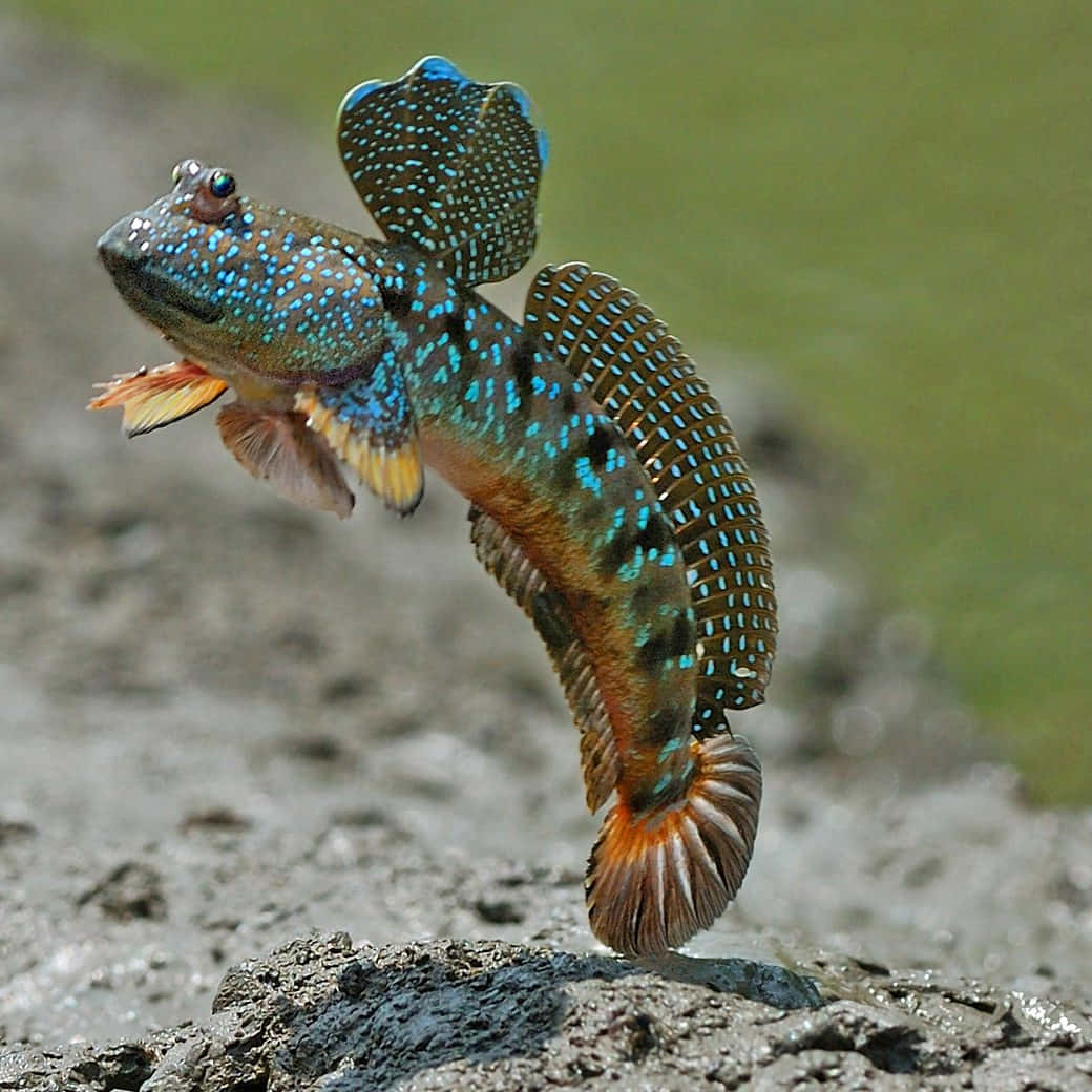 Mudskipper Amphibious Fish.jpg Wallpaper