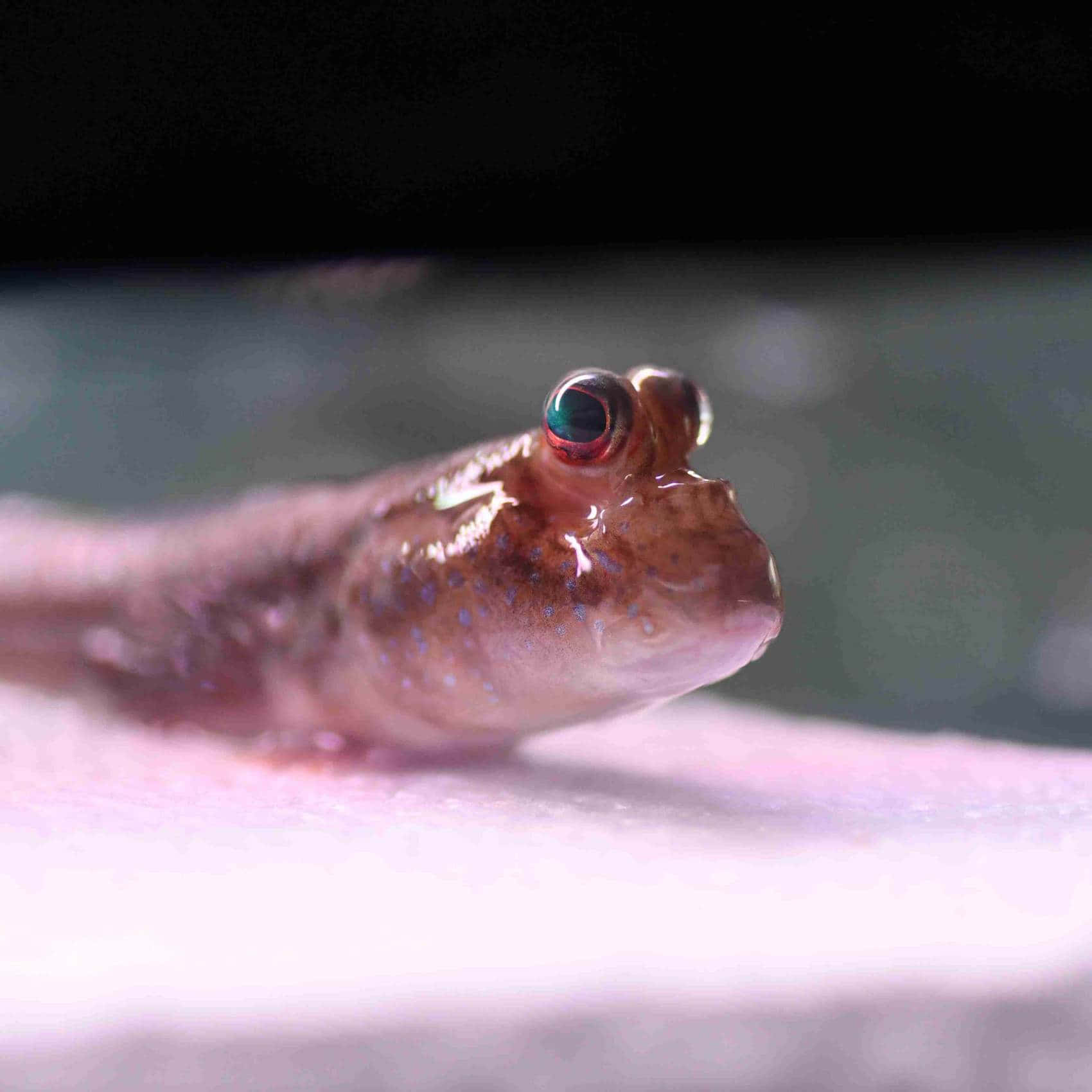 Mudskipper Close Up Portrait Wallpaper