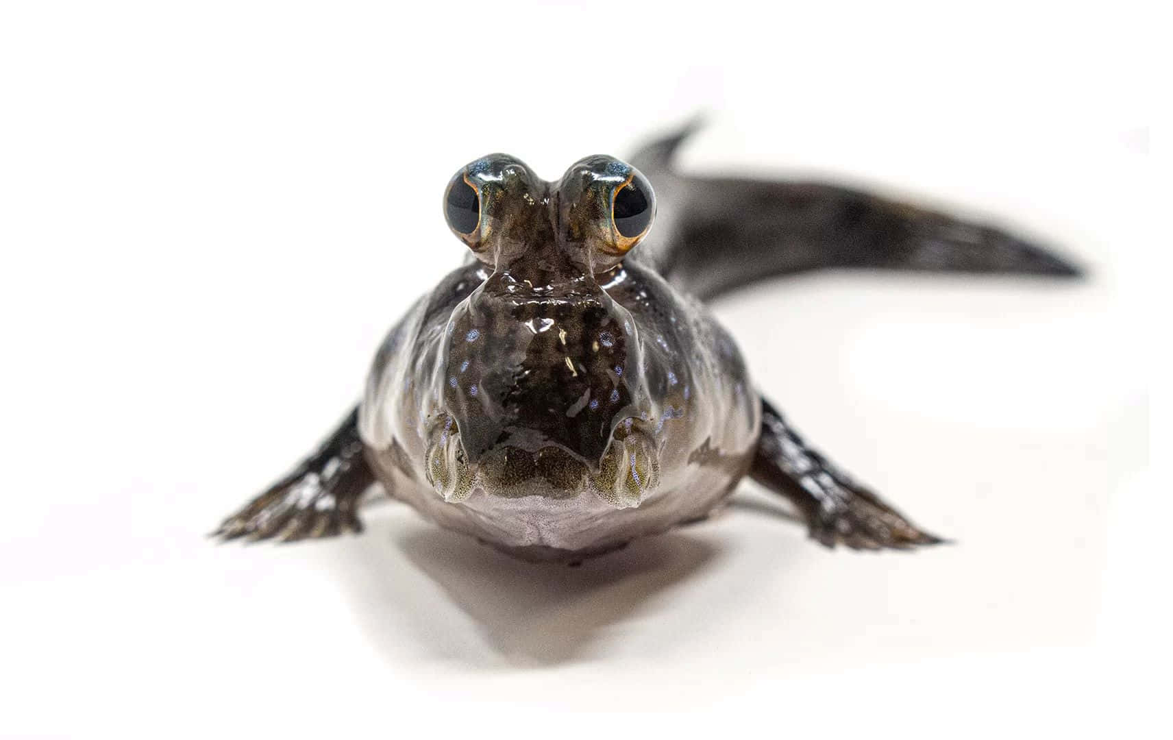 Mudskipper Frontal Portrait Wallpaper