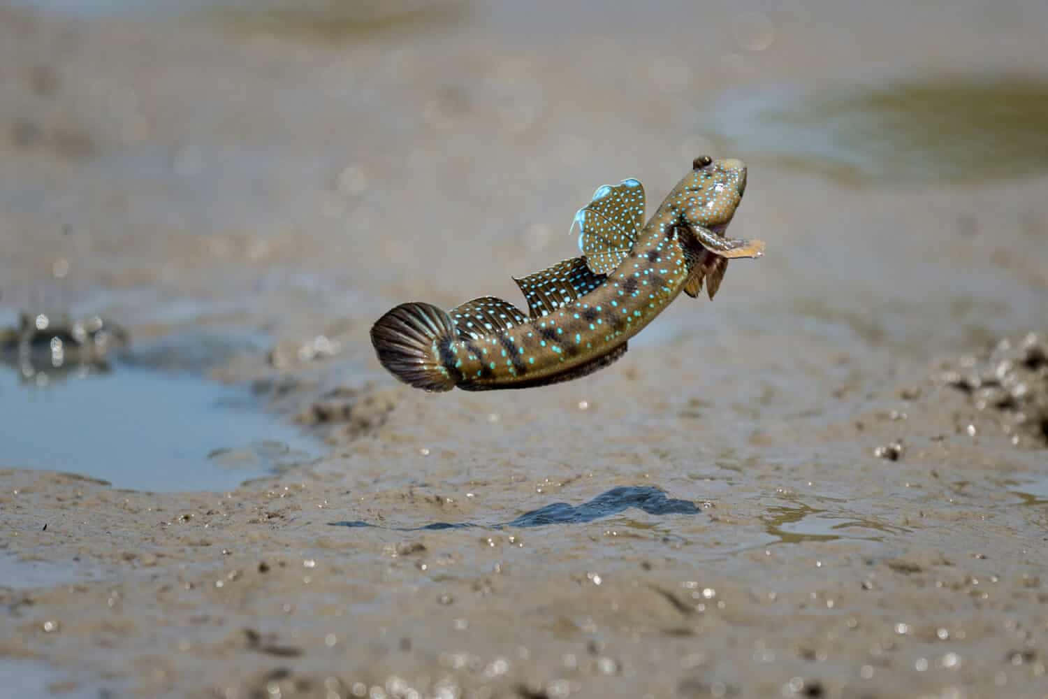 Mudskipper Leaping Over Mudflats.jpg Wallpaper