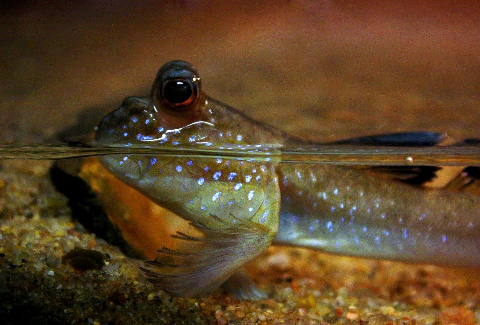 Mudskipper Peeking Above Water.jpg Wallpaper