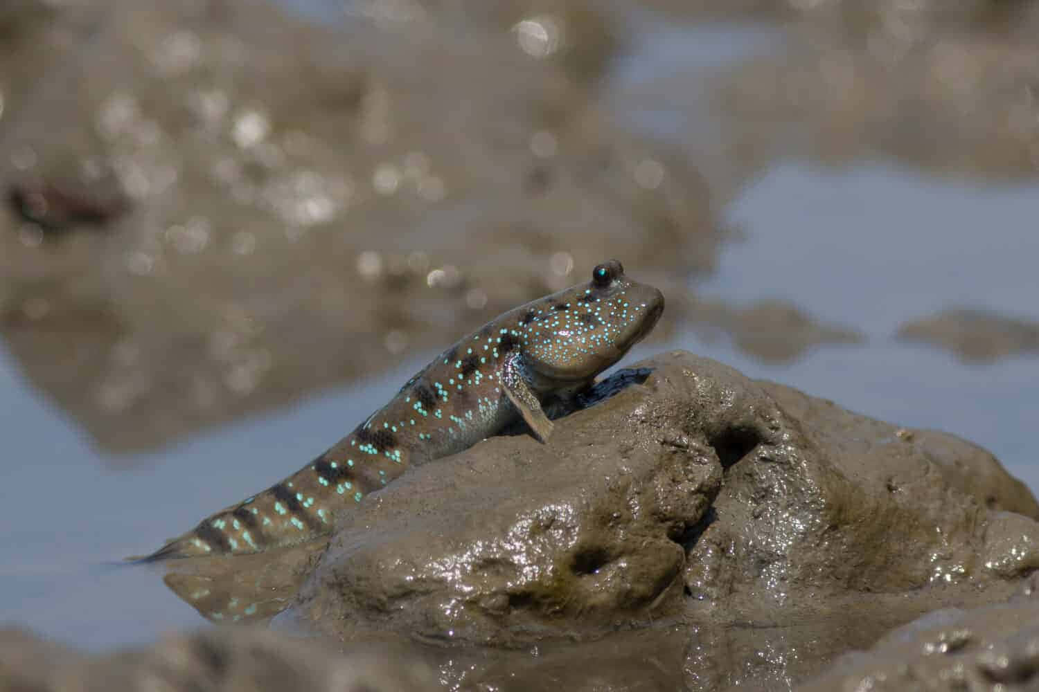 Mudskipper_ Perched_on_ Mudbank.jpg Wallpaper