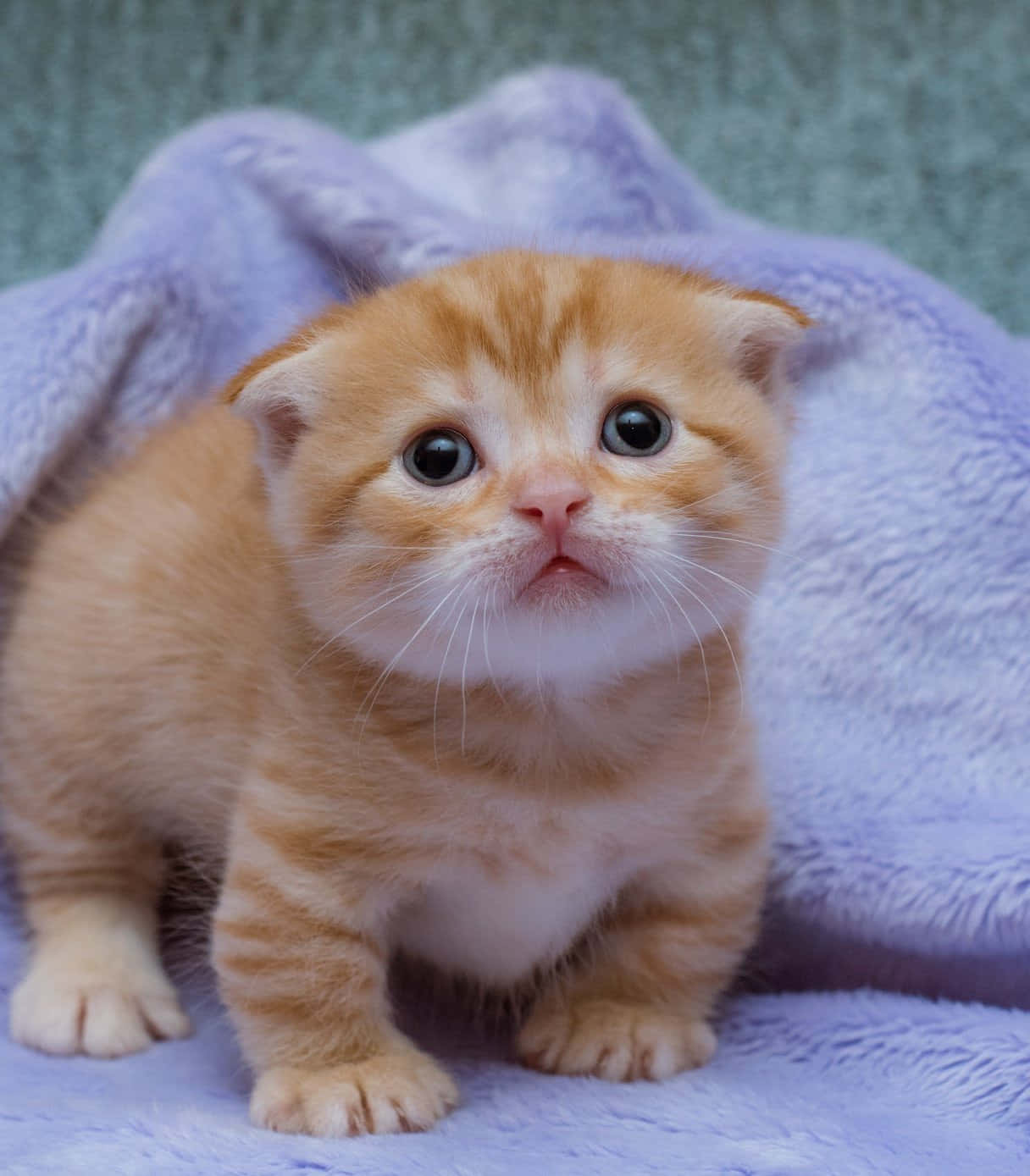 Munchkin Cat Enjoying A Lazy Day Wallpaper