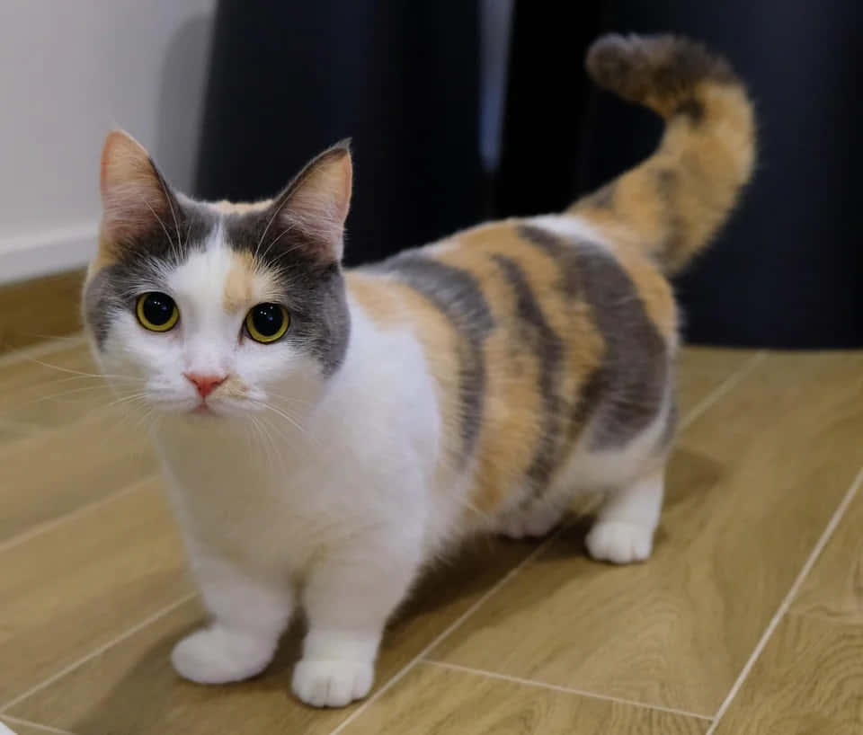 Munchkin Cat Resting On A Sofa Wallpaper