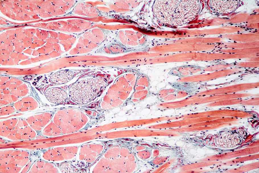 Muscle Tissue Microscopic View Wallpaper