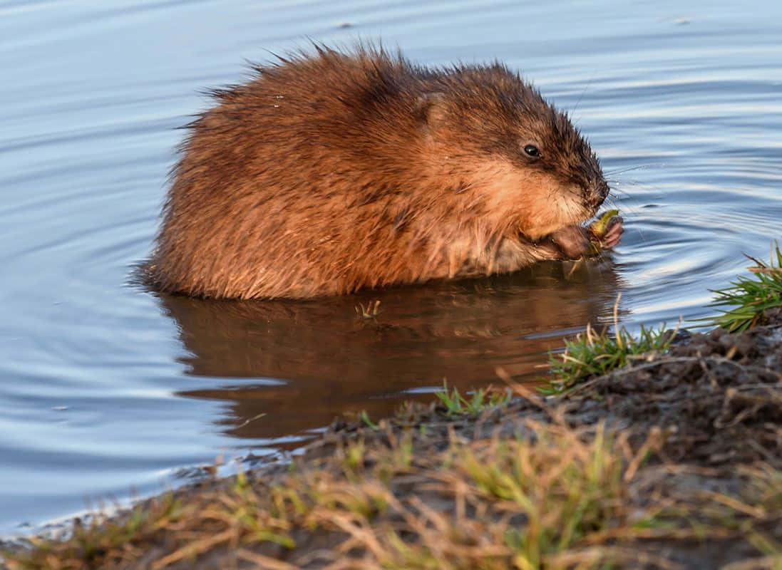 Muskrat Eating By Water Wallpaper