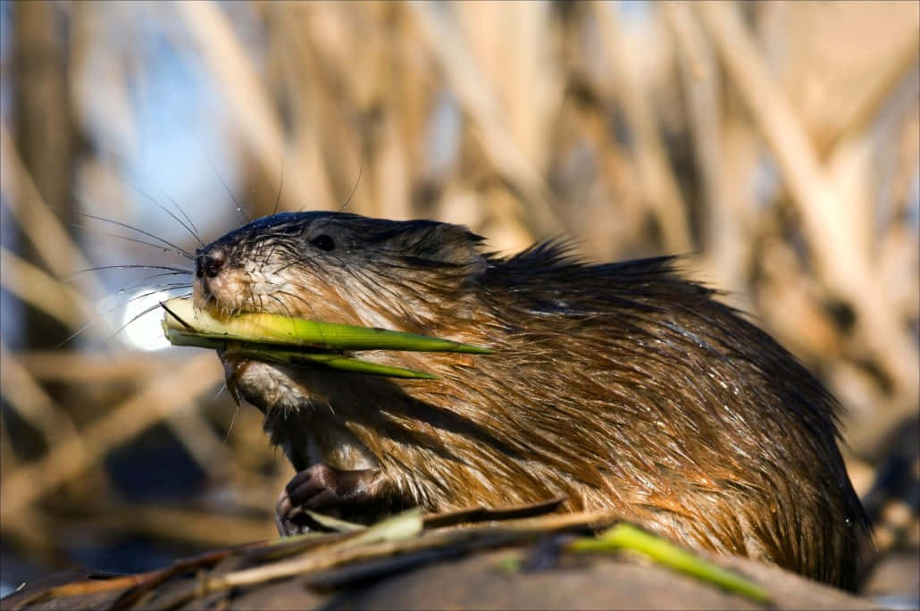 Muskrat Eating Greenery Wallpaper