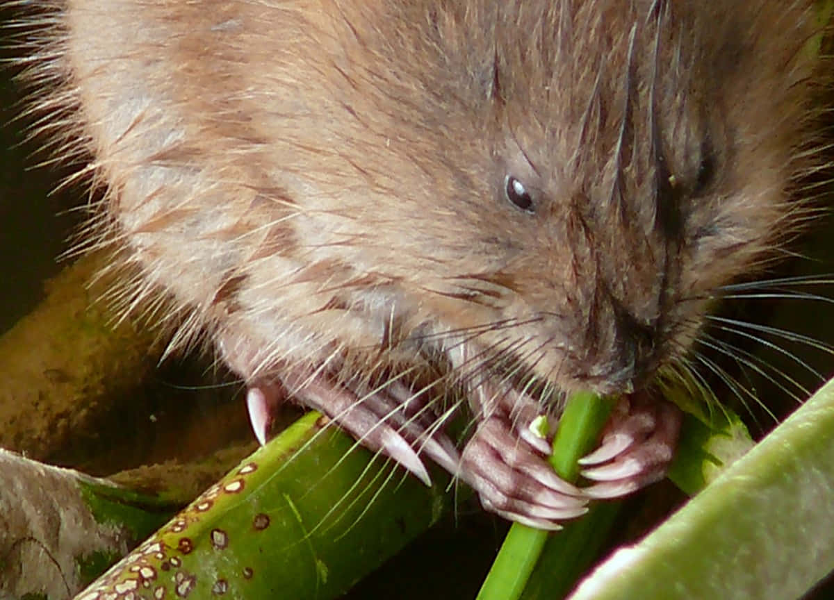 Muskrat Eating Greenery Wallpaper