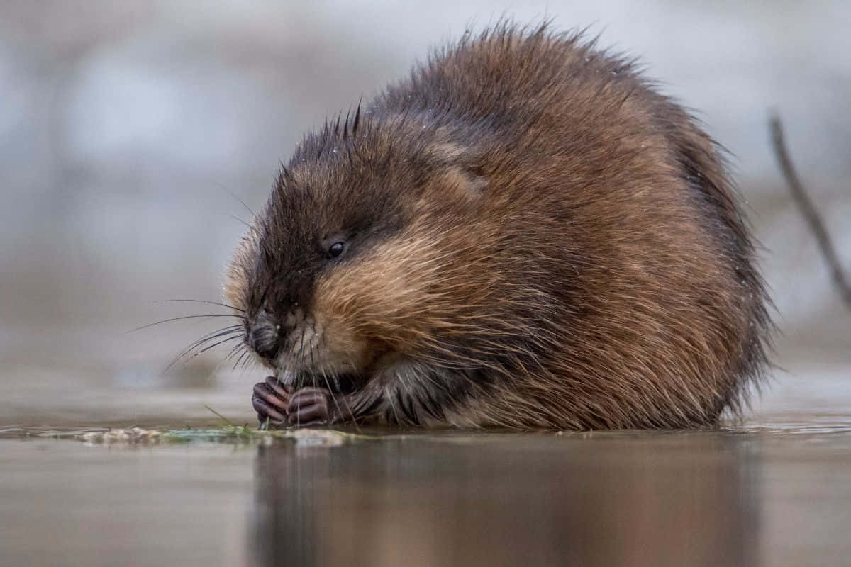 Muskrat Eating On Water Edge Wallpaper