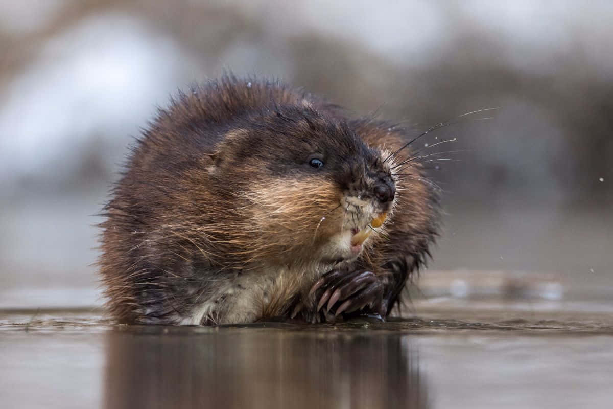 Muskrat Eating On Water's Edge.jpg Wallpaper