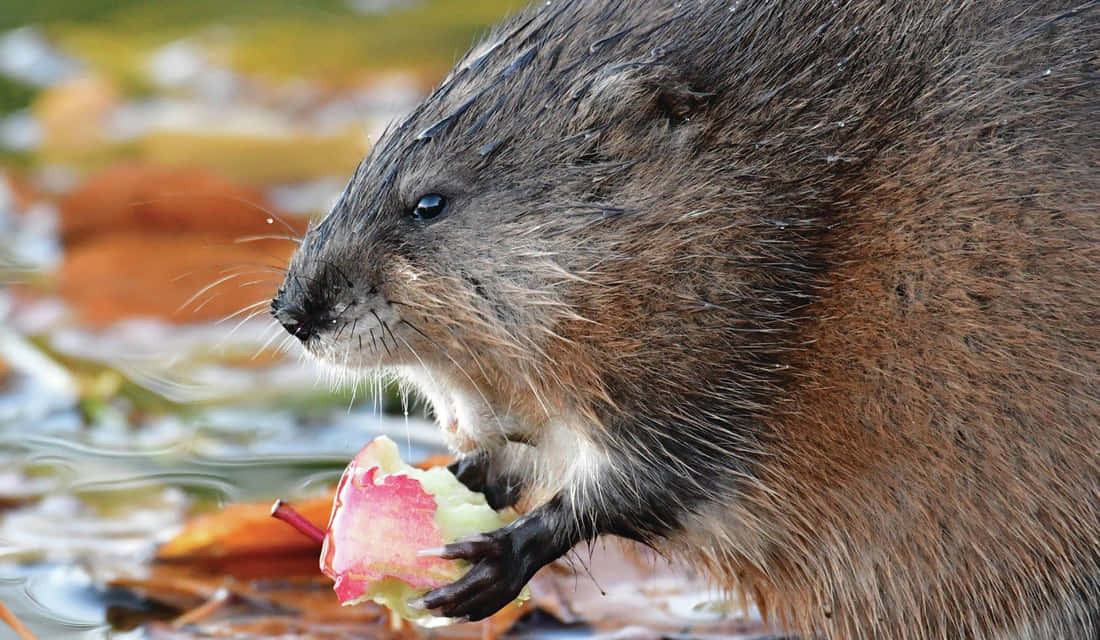 Muskrat Feastingon Apple Wallpaper