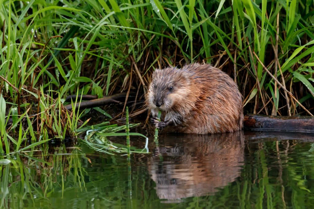 Muskrat Feedingby Water Wallpaper