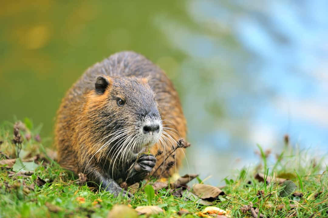 Muskrat Feedingon Grass Wallpaper