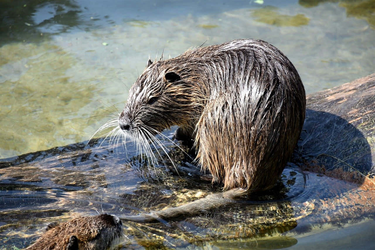 Muskrat On Log In Water.jpg Wallpaper