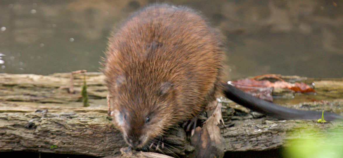 Muskrat On Log Near Water.jpg Wallpaper