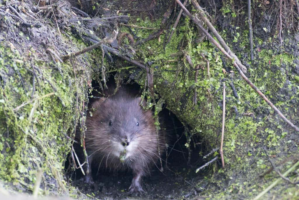 Muskrat Peekingfrom Burrow Wallpaper