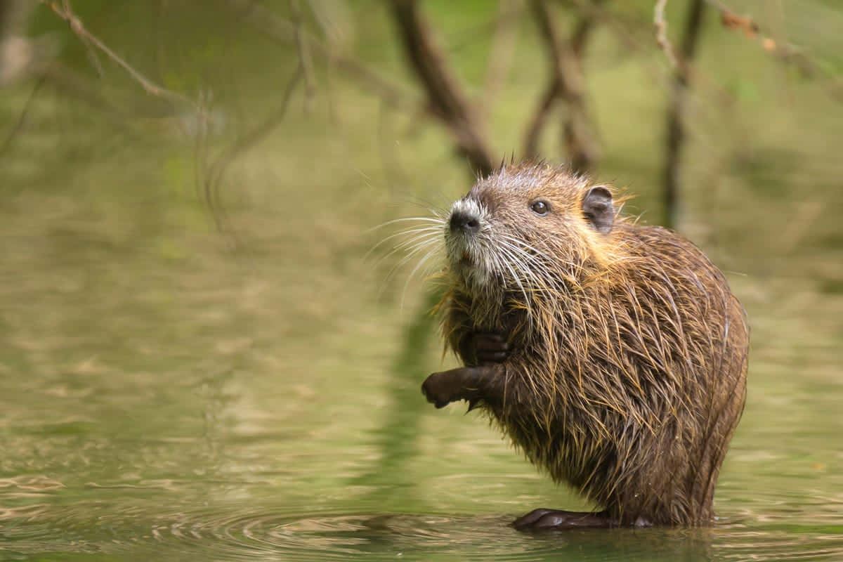 Muskrat Standingin Water Wallpaper