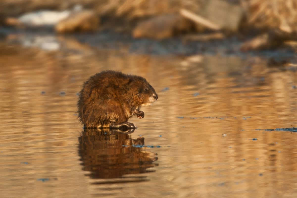 Muskrat Sunset Waterside Wallpaper