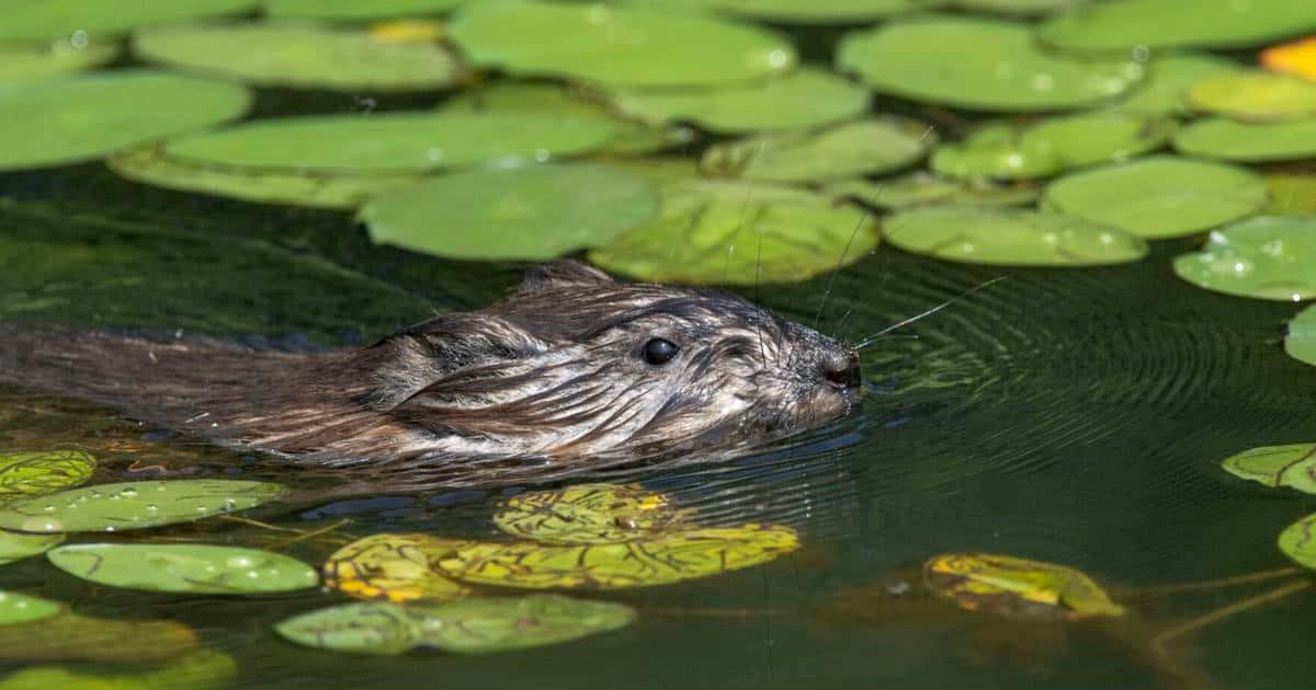 Muskrat Swimming Among Lily Pads.jpg Wallpaper