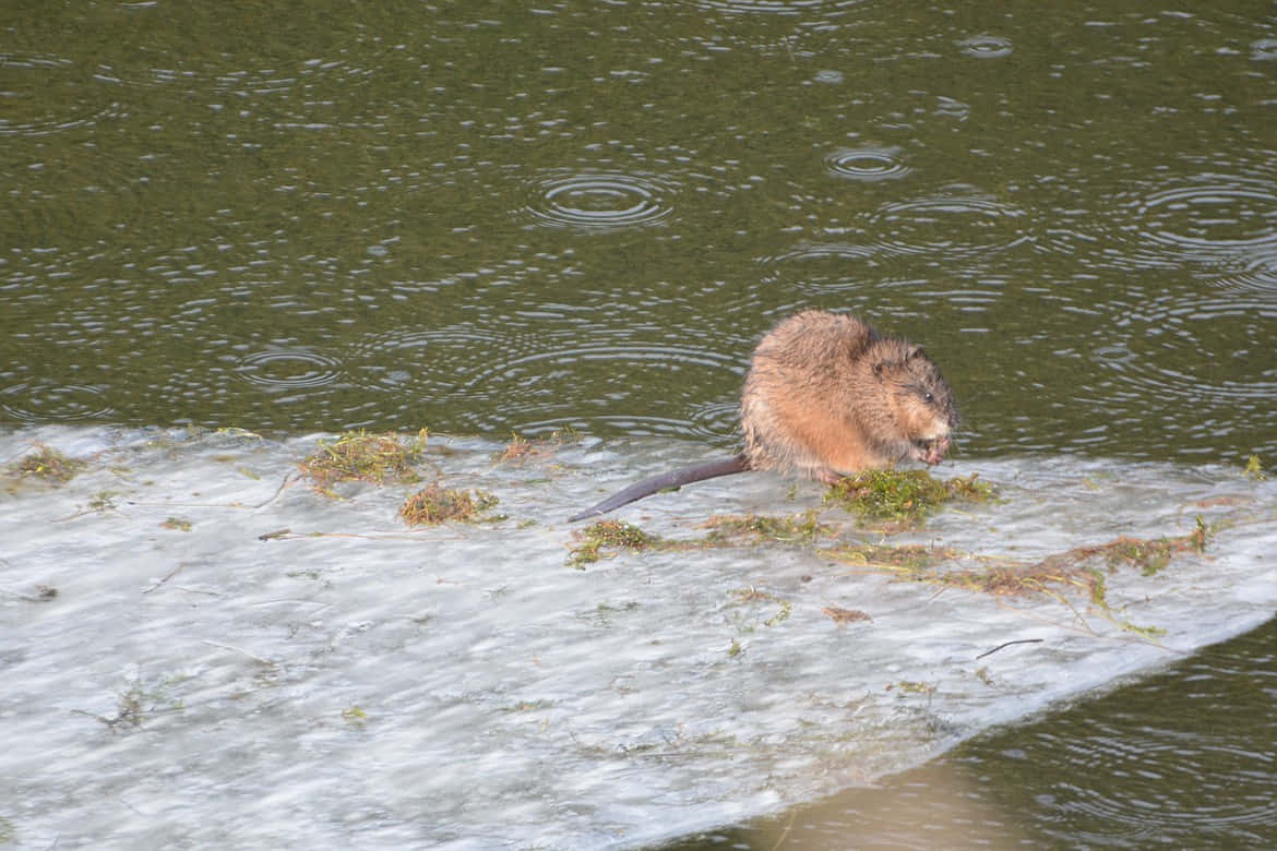 Muskrat Swimmingin Pond Wallpaper