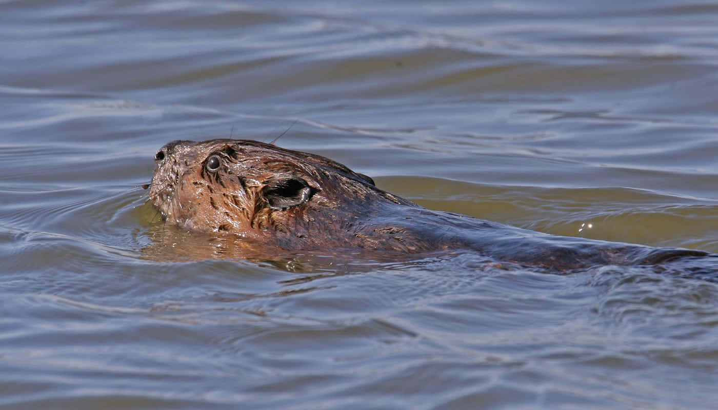 Muskrat Swimmingin Water.jpg Wallpaper