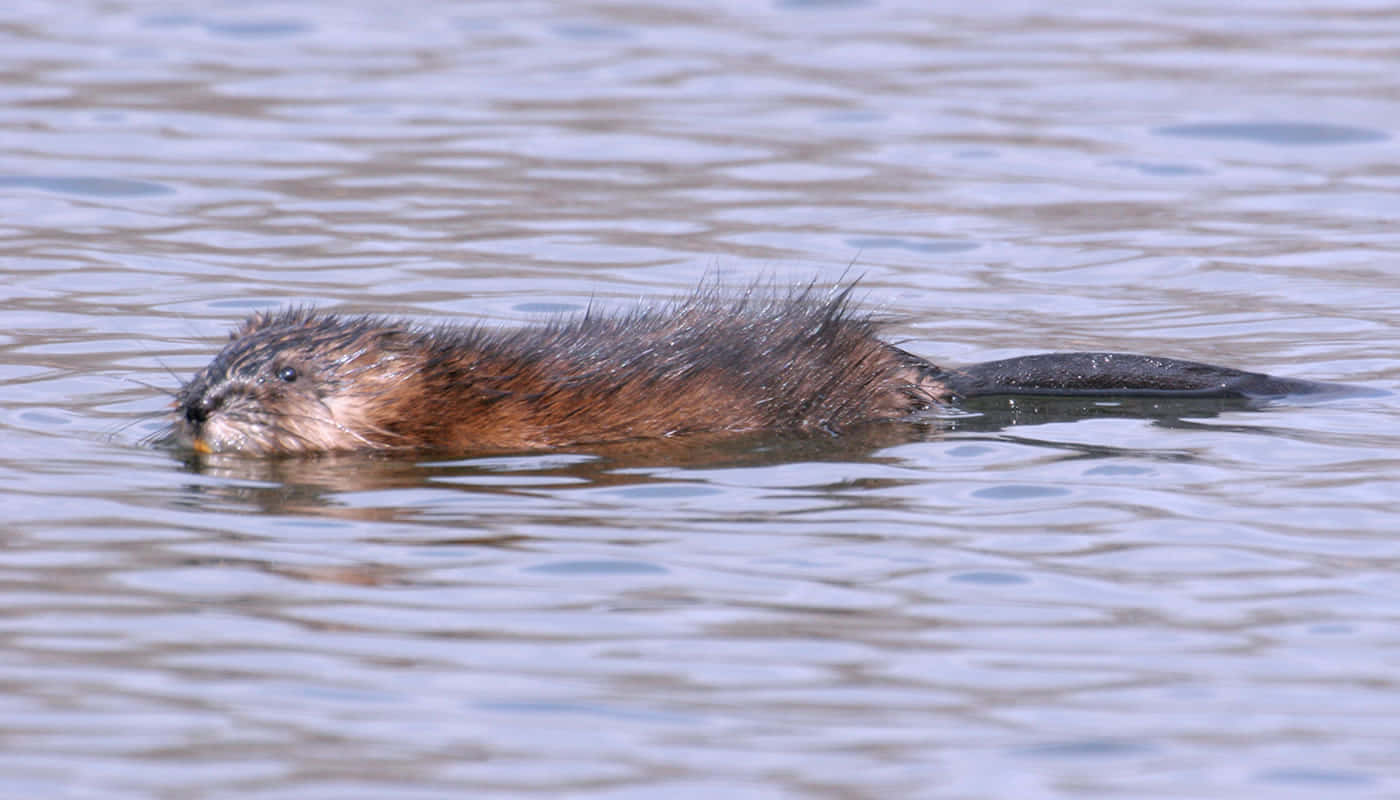 Muskrat Swimmingin Water.jpg Wallpaper