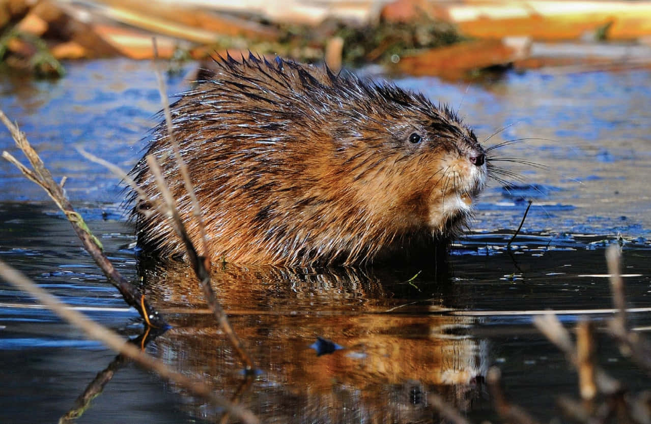 Muskrat Swimmingin Wetland.jpg Wallpaper