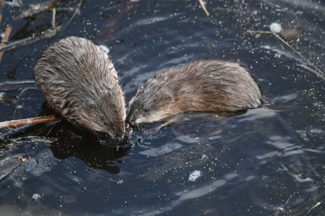 Muskrats Groomingin Water Wallpaper