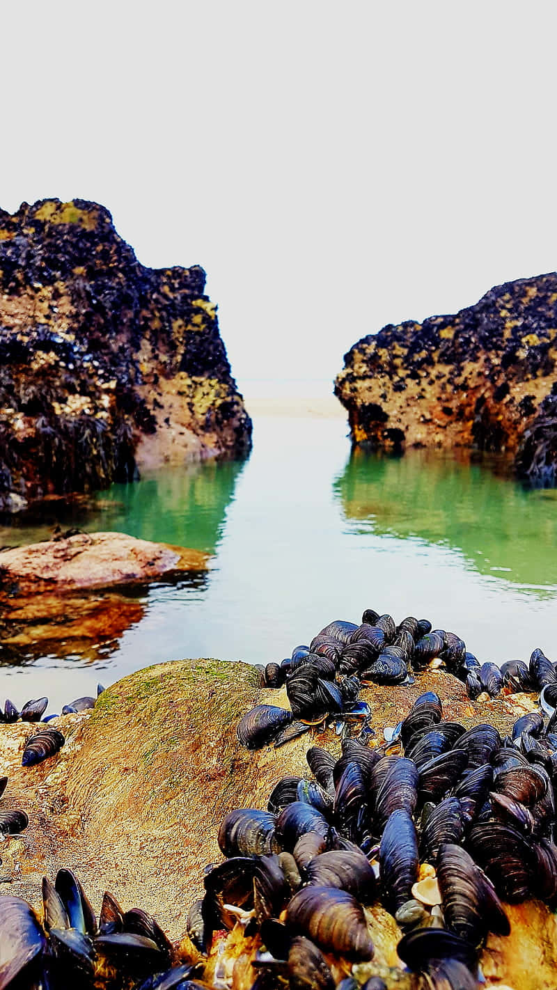 Mussels_on_ Rocky_ Shoreline Wallpaper