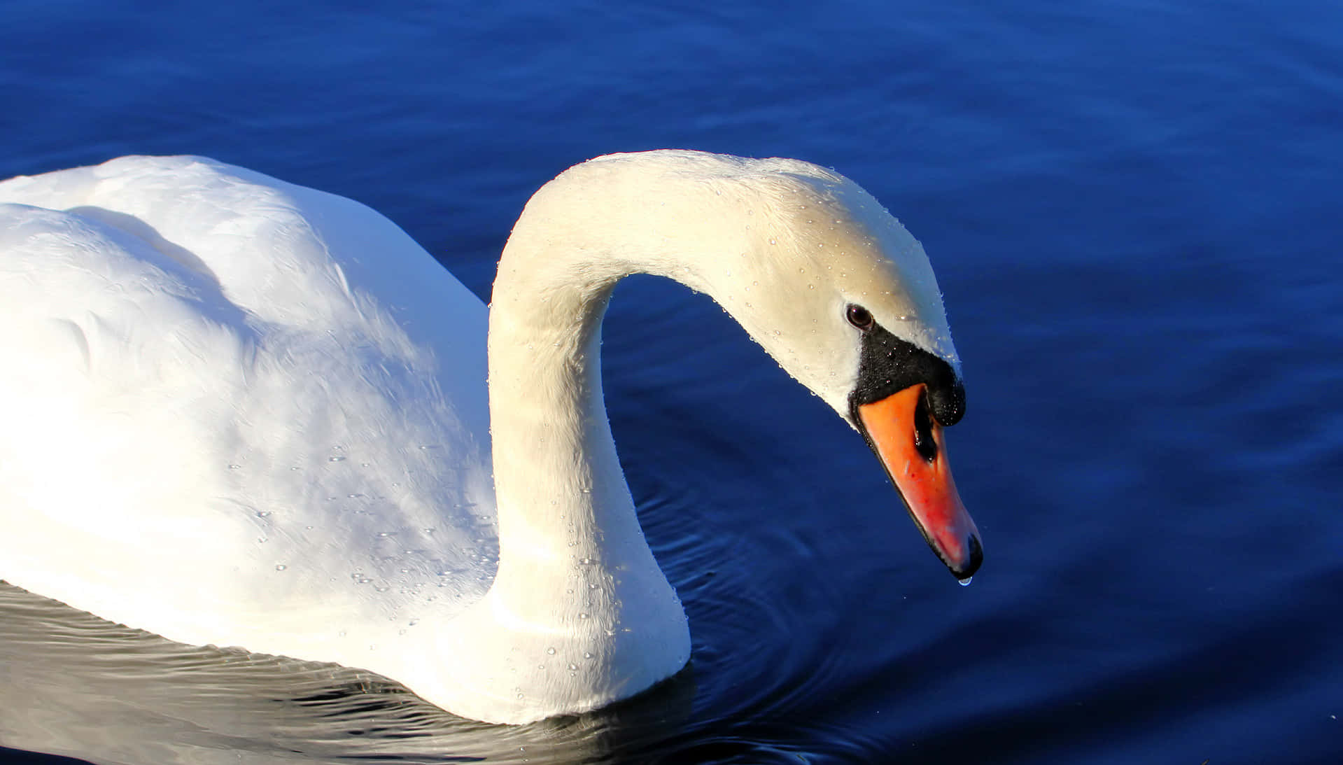 Mute Swan Dipping Beak [wallpaper] Wallpaper