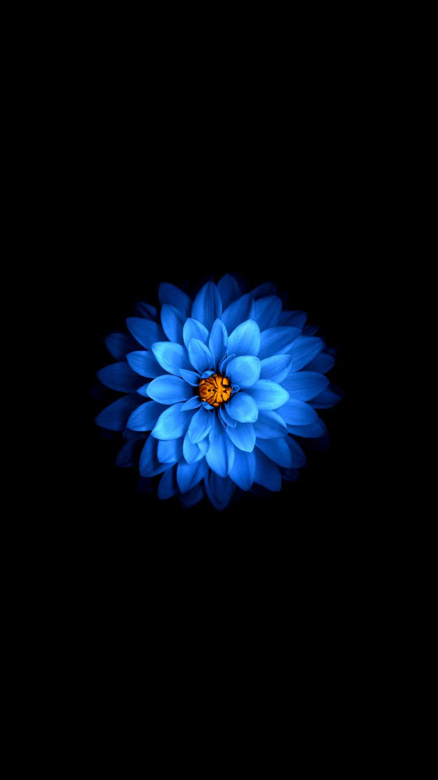 Mysterious Blooming Dark Flower Wallpaper