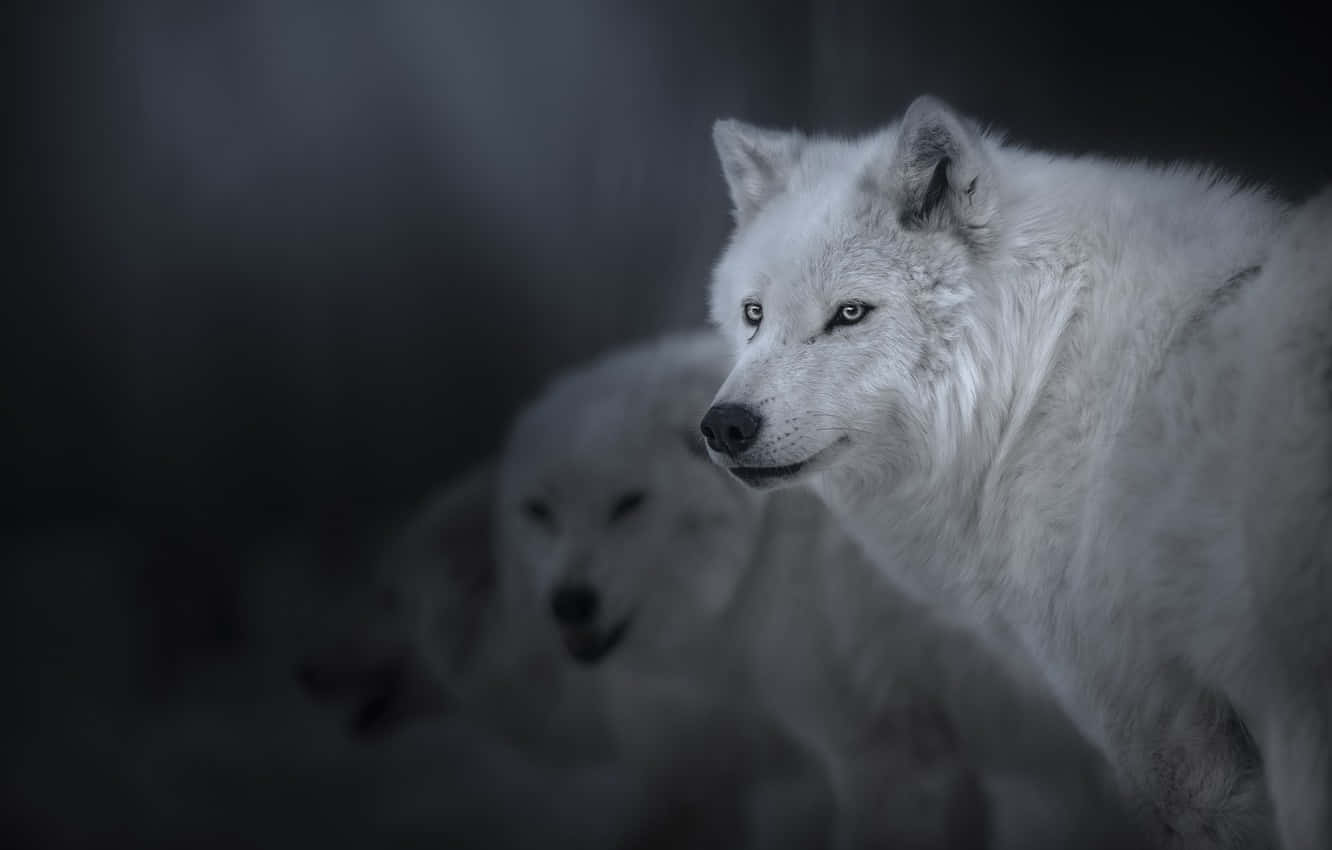 Mysterious White Wolf In A Winter Wonderland Wallpaper