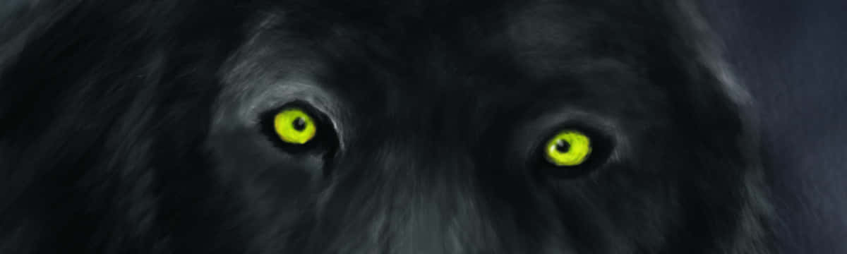 Mysterious Wolf Eyes In The Wild Wallpaper