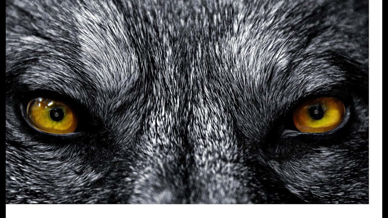 Mysterious Wolf Eyes Wallpaper Wallpaper