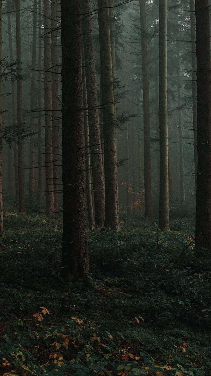 Mystical_ Forest_ Dusk_ Dark_ Cottagecore_ Aesthetic.jpg Wallpaper