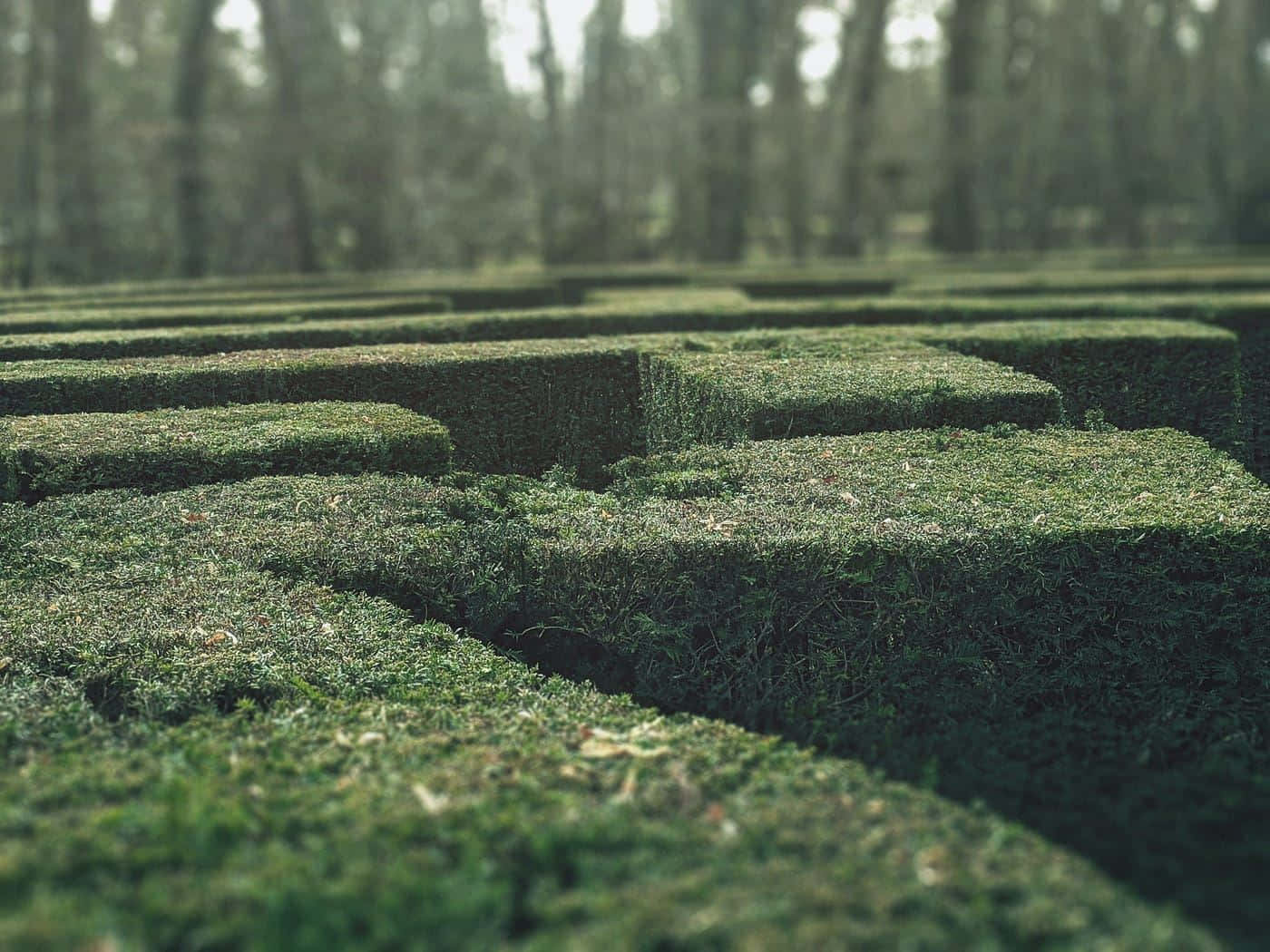 Mystical_ Hedge_ Maze_ Liminality.jpg Wallpaper