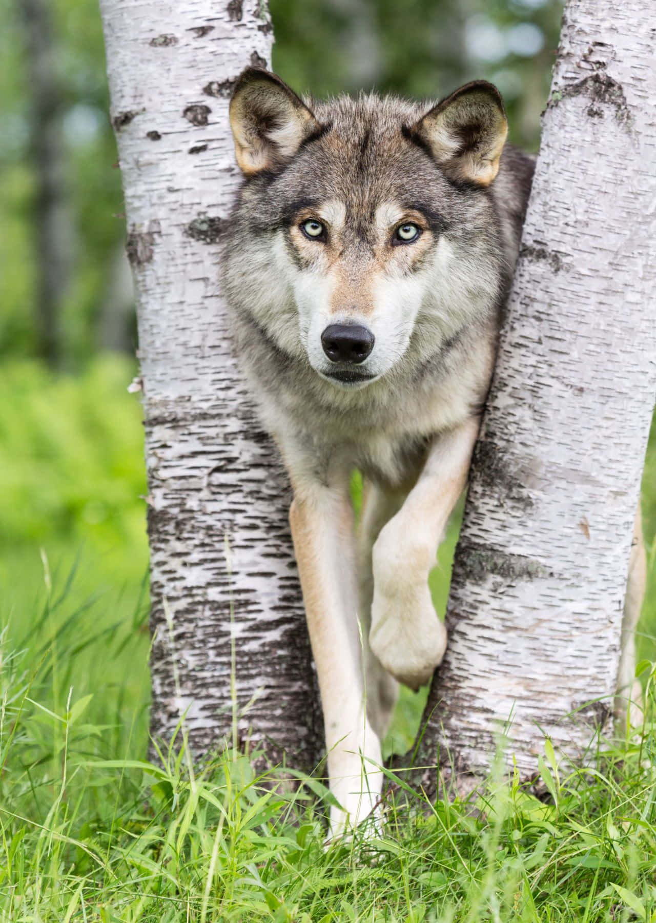 Mystical Wolf In The Enchanted Forest Wallpaper