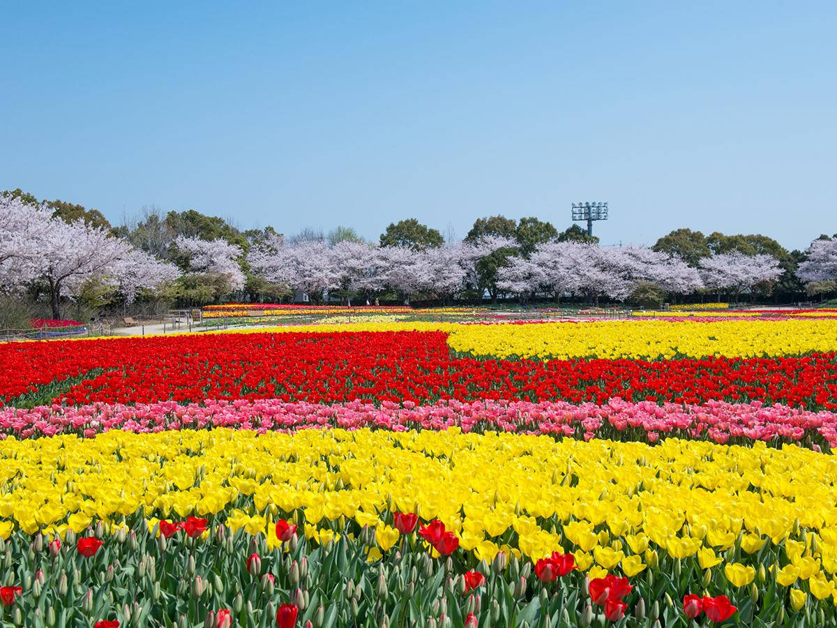 Nagoya Nabana No Sato Garden Wallpaper