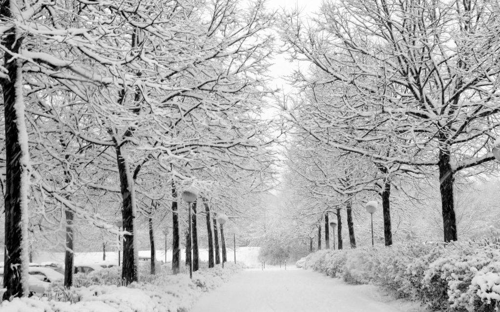 Nami Island Park Winter Desktop Wallpaper