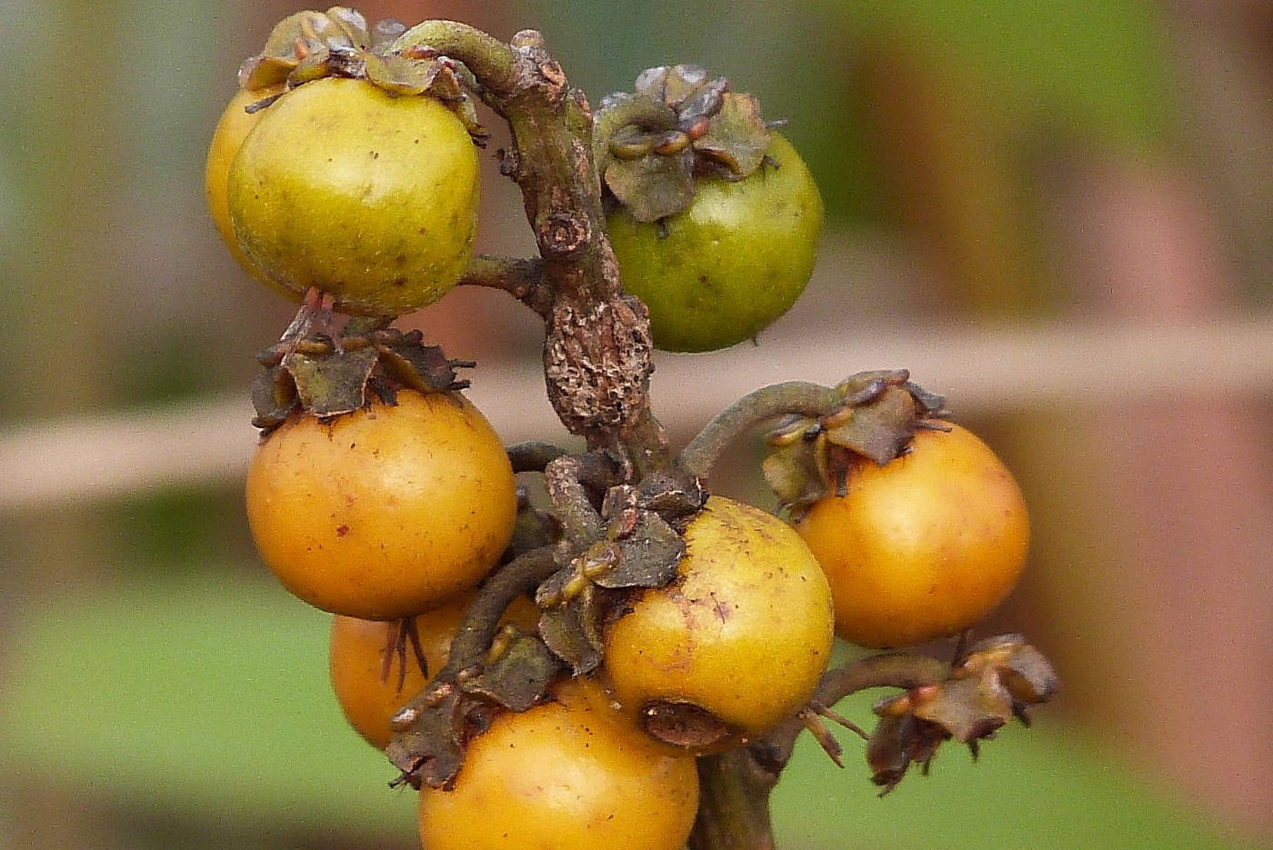 Nance Fruit On Stem Wallpaper