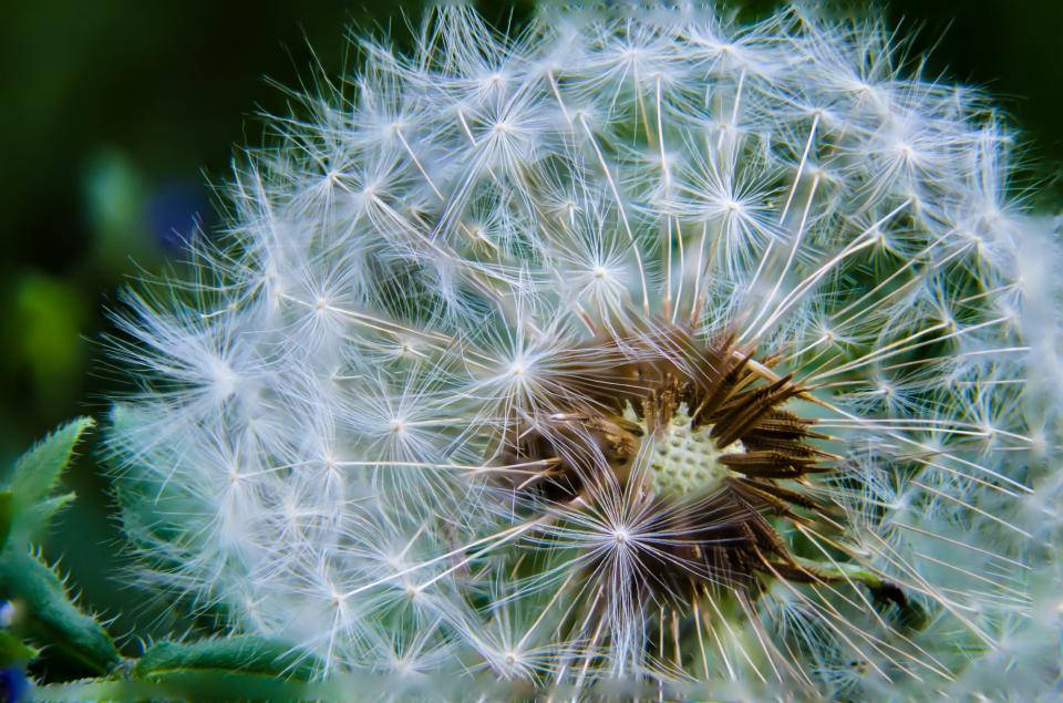 Nature Blur Dandelion Close-up Wallpaper