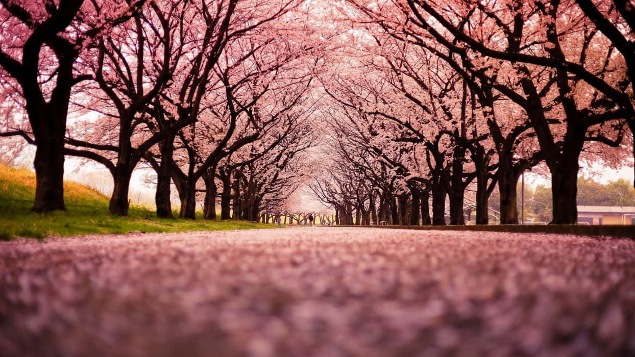 Nature Park With A Group Of Cool Japanese Tree Wallpaper