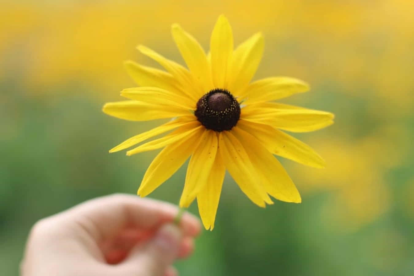 Nature's Beauty - A Field Of Black Eyed Susans Wallpaper