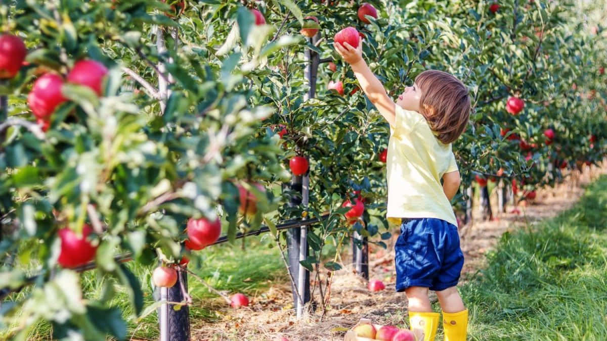 Nature's Bounty - A Basket Of Fall Apples Wallpaper