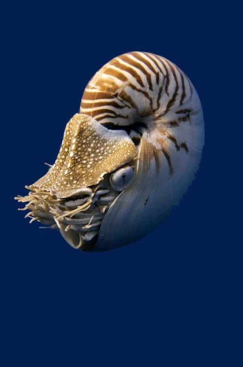 Nautilusin Blue Water Wallpaper