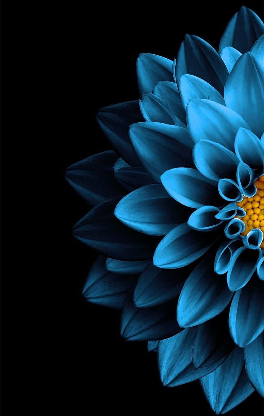 Navy Blue Dahlia Floral Art Wallpaper