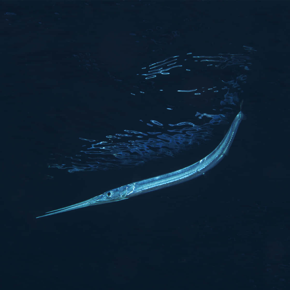 Needlefish Gliding Through Ocean Blue Wallpaper